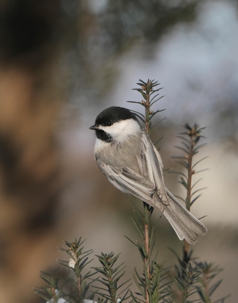 Photo chickadee sur une branche