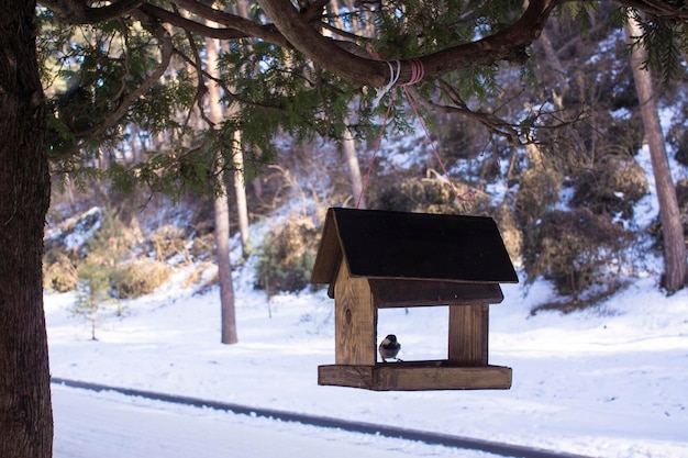 Chickadee mange des graines de tournesol dans la mangeoire en hiver