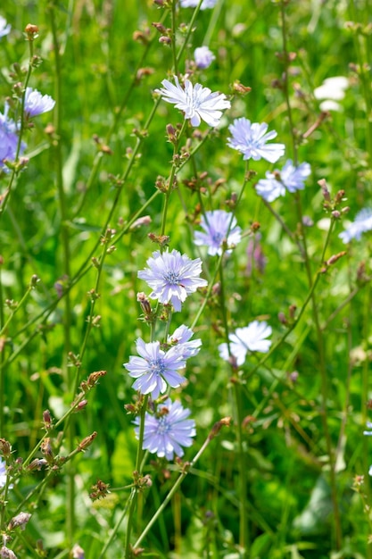 Chicorée commune bleue fleurie sur le pré vert en été