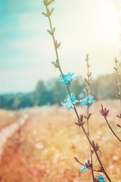 Chicorée en fleurs dans le pré. Fond d'été rural.