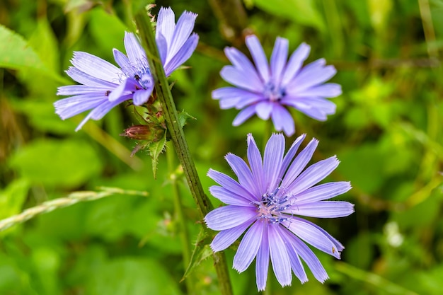 Chicorée de fleurs sauvages de beauté ordinaire sur fond photo de prairie composée de chicorée de fleurs sauvages ordinaire à la chicorée de fleurs sauvages de prairie ordinaire à la campagne de prairie