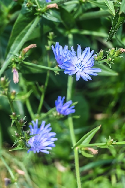 Chicorée en fleurs