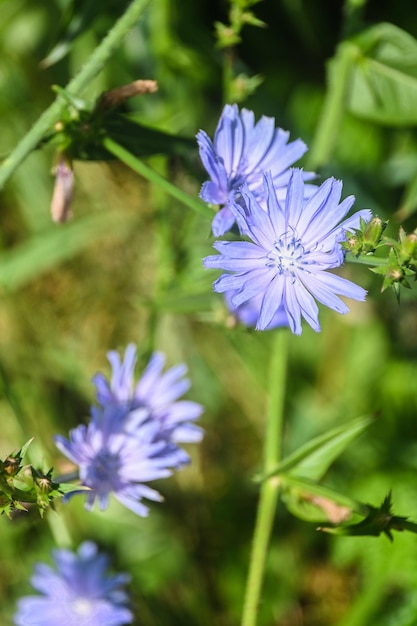 Chicorée en fleurs