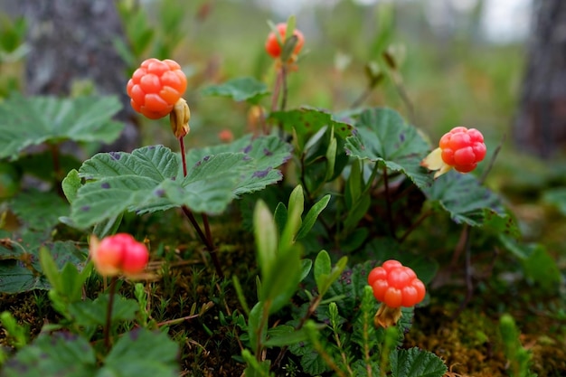 La chicouté pousse dans la forêt en Russie