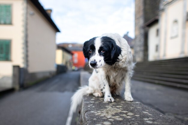 Un chien abandonné debout sur un mur dans une ville