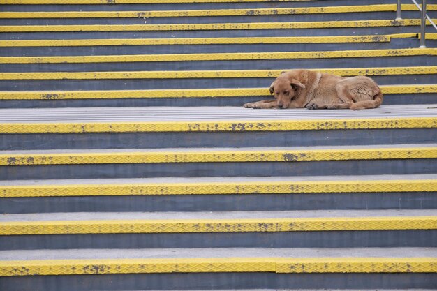 Chien abandonné gisant sur le sol