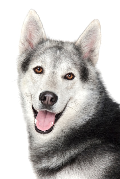 Un chien adorable sur fond blanc