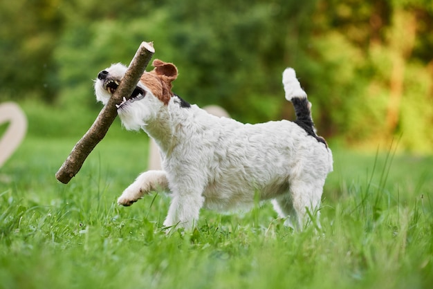 Chien adorable fox-terrier heureux au parc