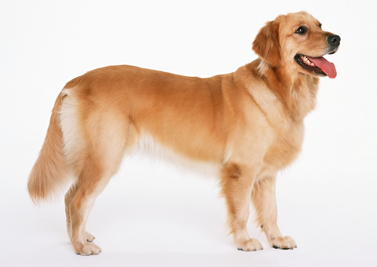 Photo chien adorable