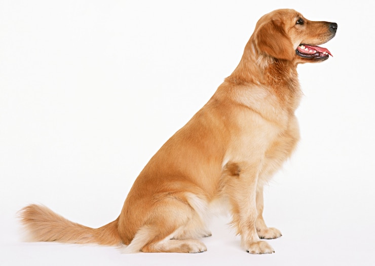 Photo chien adorable