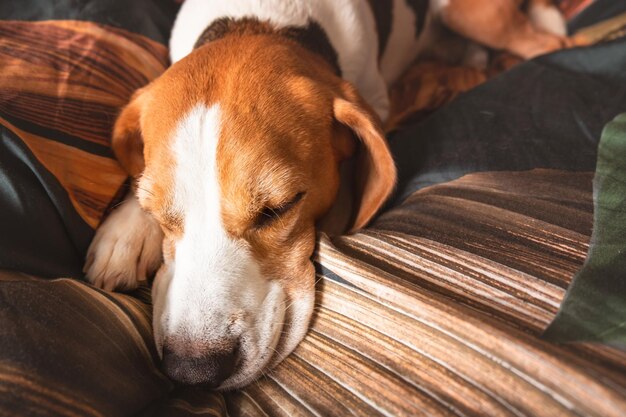 Un chien adulte beagle dormant sur une litière confortable