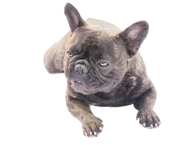 Chien adulte isoler sur fond blanc bouledogue français portrait studio macro