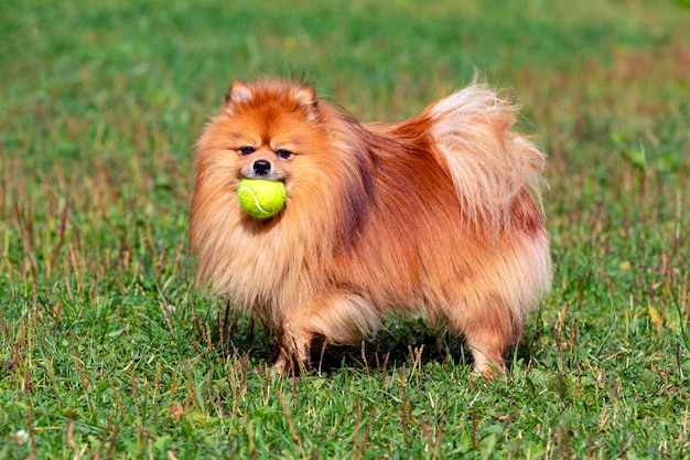 Chien adulte de Poméranie à l'extérieur jouant avec une balle..