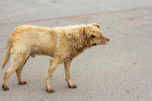 Un chien affamé sale sans abri se tient sur la route et regarde ailleurs.