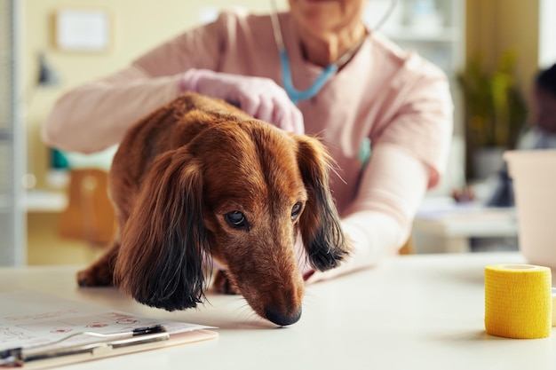 Chien âgé au bilan de santé