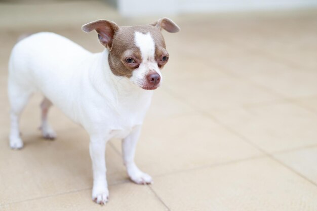 Le chien à l'air triste qui attend devant la maison à la recherche droite de la souche du visage déprime l'inquiétude sur le mur de béton de fond le ciment nu Concept d'animaux domestiques Laisser l'espace de copie vide pour l'écriture de texte