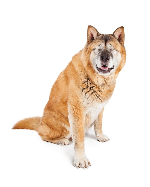 Chien Akita aveugle assis