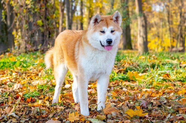 Chien Akita dans un parc d'automne pour une promenade