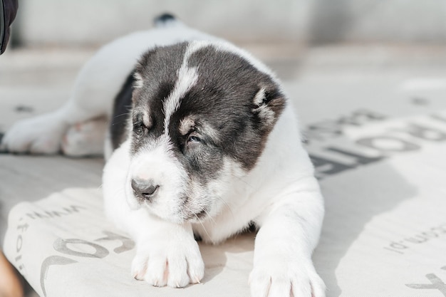 Photo chien alabai noir et blanc
