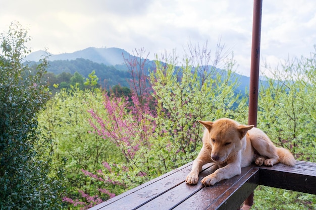 Photo un chien allongé sur un banc sur le fond d'un paysage de montagne