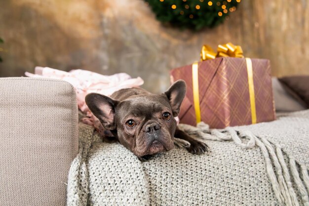 Un chien allongé sur un canapé avec un arbre de Noël en arrière-plan