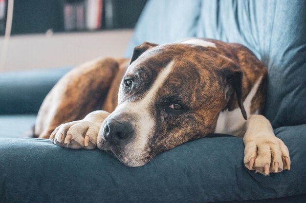 Un chien allongé sur un canapé avec sa tête sur le canapé