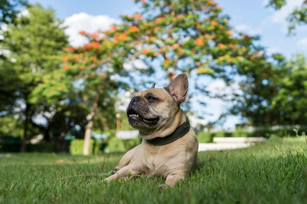 Chien allongé sur l'herbe sur fond d'arbre de paon