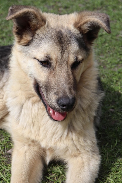 Un chien allongé sur l'herbe