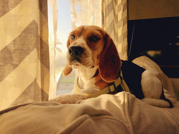 Photo chien allongé sur le lit à la maison