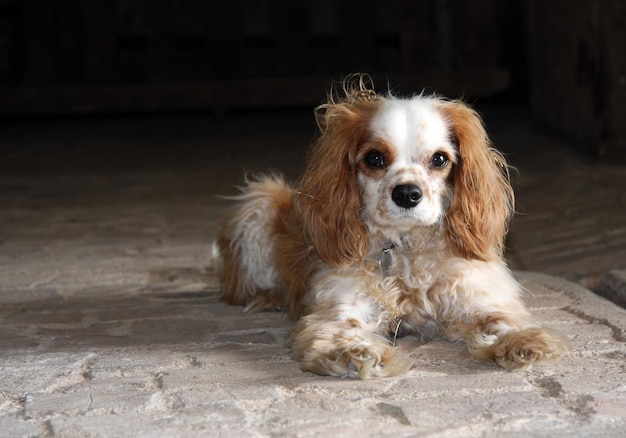 Un chien allongé sur le sol Blenheim Cavalier King Charles Spaniel