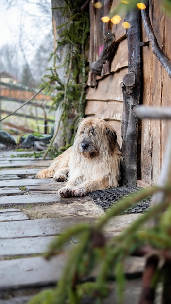 Un chien allongé sur le sol près de la maison en bois