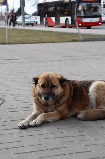 Un chien allongé sur le trottoir