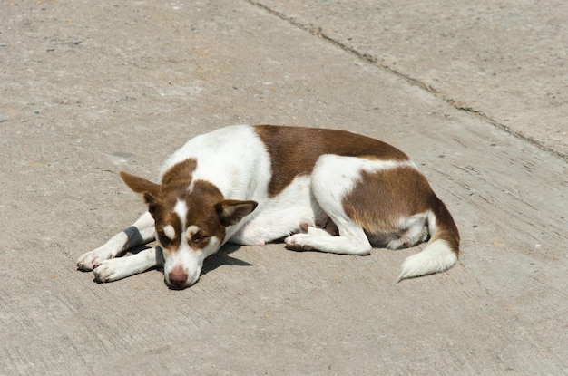 Chien Allongé