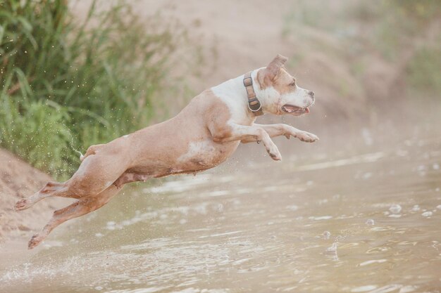 Chien américain de terrier de Staffordshire pendant le matin