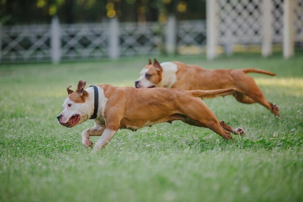 Chien américain de terrier de Staffordshire pendant le matin