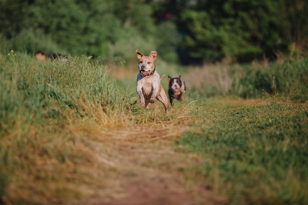 Chien américain de terrier de Staffordshire pendant le matin