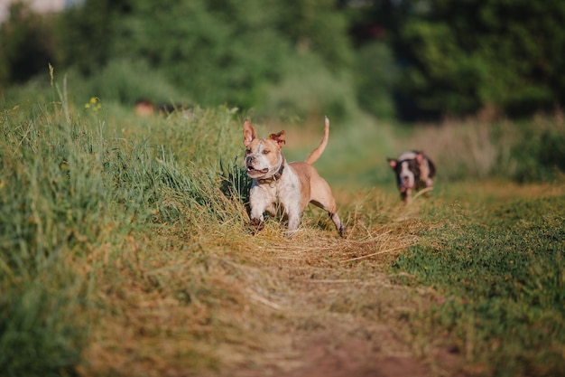 Chien américain de terrier de Staffordshire pendant le matin