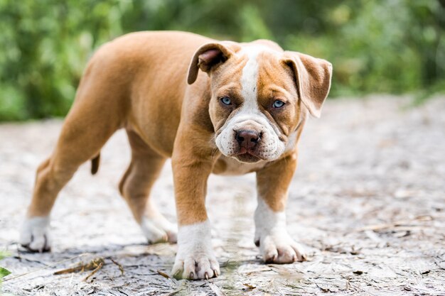 Chien American Pit Bull Terrier, portrait sur la nature.