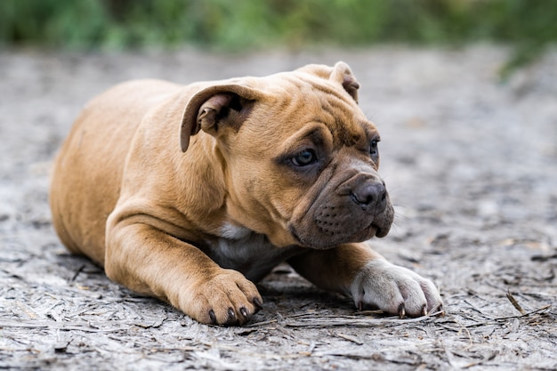 Chien American Pit Bull Terrier, portrait sur la nature.