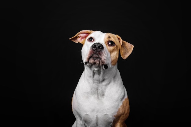 Chien American Staffordshire Terrier isolé sur fond noir