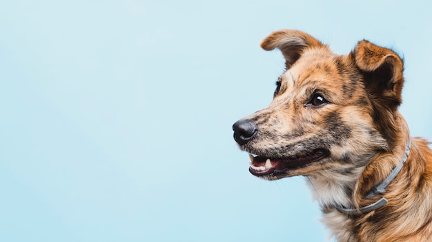 Chien amical avec oreilles coupées copiez l'espace