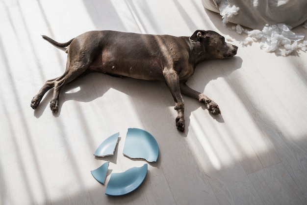 Chien à angle élevé allongé sur le sol avec une assiette cassée