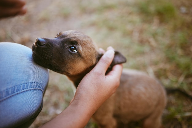 Chien animal et mains de femme avec animal de compagnie dans la forêt ou le parc de la nature pour s'amuser formation de chiot soins aux animaux de compagnie en plein air et air frais Amour soutien confiance et fille ou propriétaire coup de tête d'animal dans les bois de la campagne