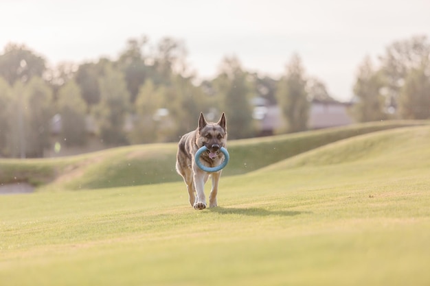 Un chien avec un anneau bleu sur la bouche traverse un champ vert.