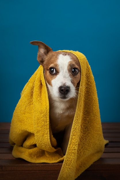 Photo chien après une douche dans une serviette