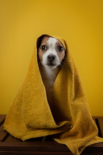 Chien après une douche dans une serviette