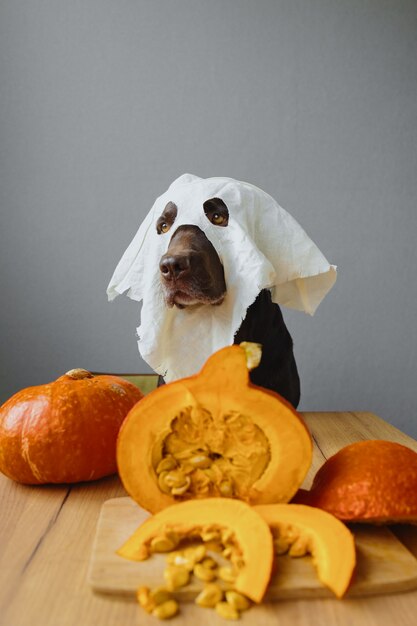 Un chien d'arrêt dans un masque fantôme et un concept d'automne de tenue d'halloween de citrouille avec une citrouille