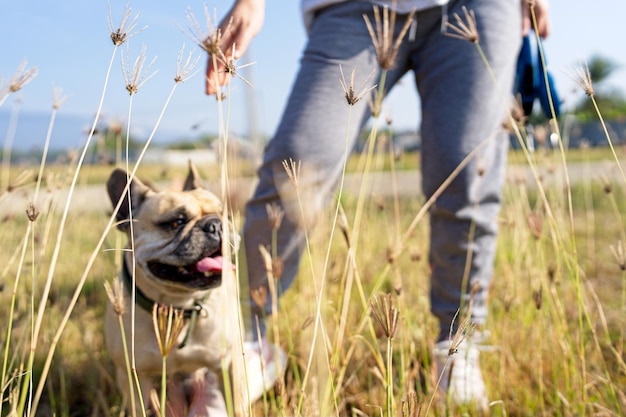 Chien assis au pré à côté de la femme.