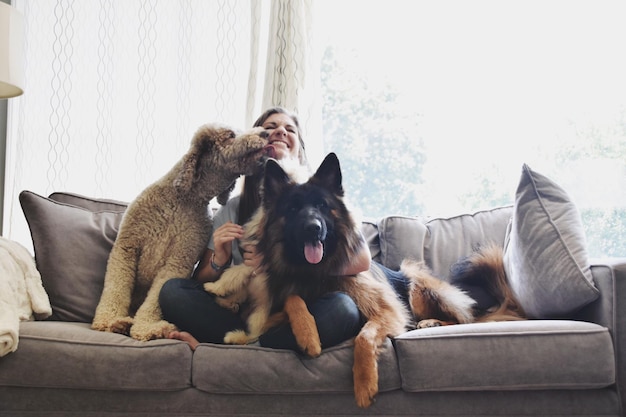 Un chien assis sur un canapé