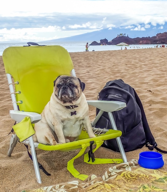 Photo un chien assis sur une chaise sur la plage contre le ciel